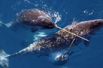 narwhal
