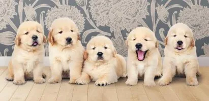 The Ultimate Guide to Golden Retriever Puppies