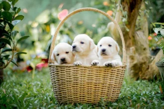 The Ultimate Guide to Golden Retriever Puppies