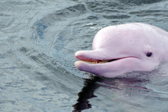 The Enigmatic Amazon River Dolphin: A Pink Wonder of the Rainforest