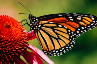 The Incredible Journey of the Monarch Butterfly