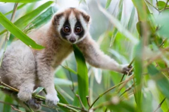 What Is a Loris? An Ultimate Guide to These Unique Primates
