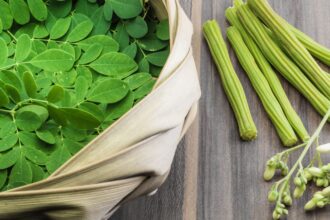 The Surprising Advantages of Moringa Oleifera: A Guide to the Miracle Tree