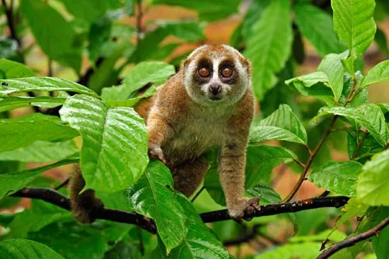 Unlocking the Mysteries: A Complete Loris Definition