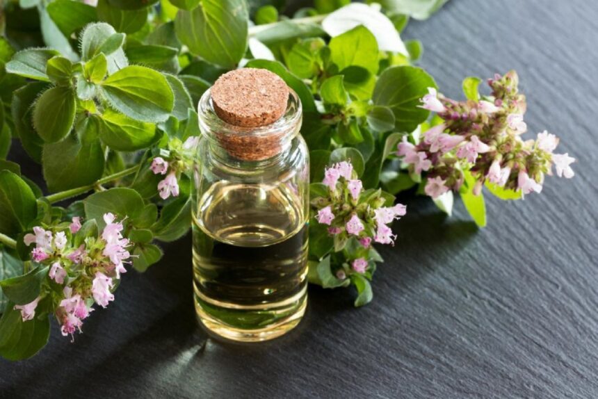 The Ultimate Guide to Oil of Oregano