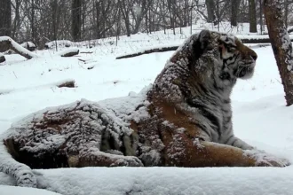 The Majestic Siberian Tiger: King of the Frozen Forest