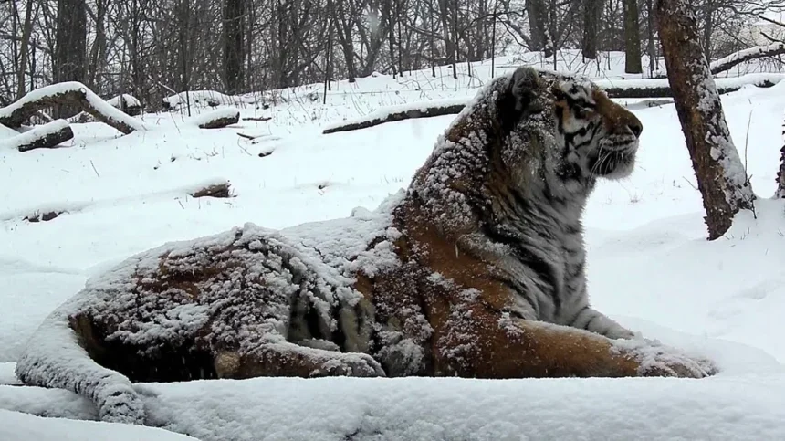 The Majestic Siberian Tiger: King of the Frozen Forest
