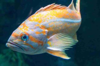 Unlocking the Mysteries: Understanding Mimpi Ikan Togel 4D and Fish Dream Meanings