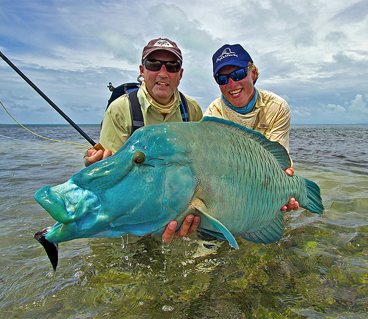 The Majestic Napoleon Fish: A Gentle Giant of the Reef