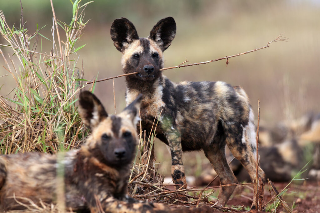 The Amazing World of the Wild Dog: Nature's Painted Wolves