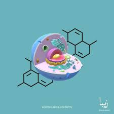 Nukleotidy: The Building Blocks of Life Explained