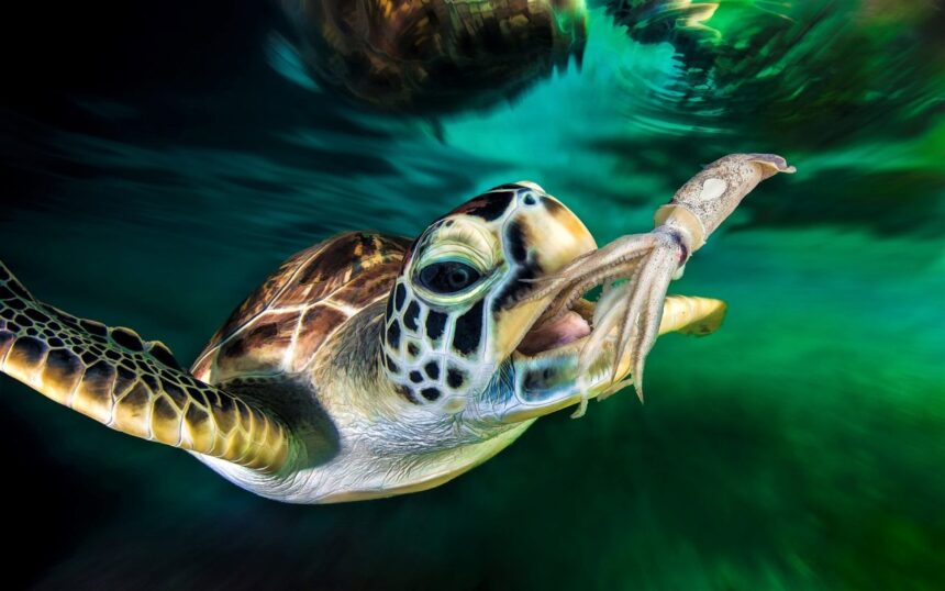 What Do Sea Turtles Eat? A Deep Dive Into Their Diet