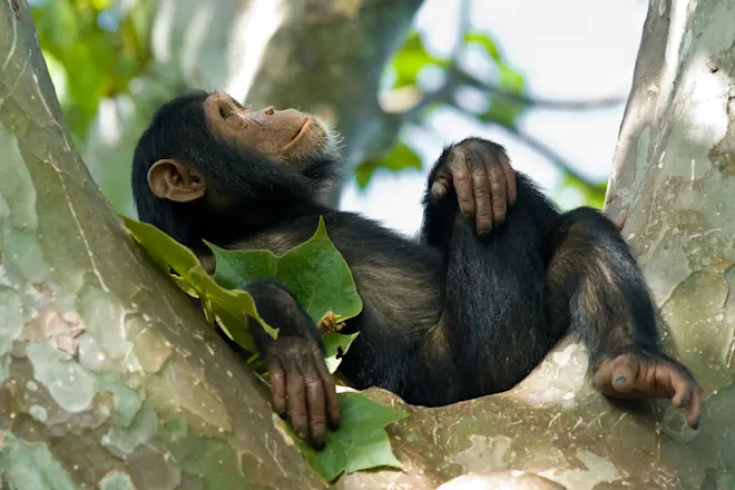 Everything You Need to Know About the Chimps Animal Kingdom