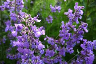 μαγιοβότανο