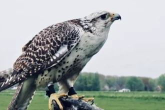 The Ultimate Guide to Modern Falcon Tracking Technology