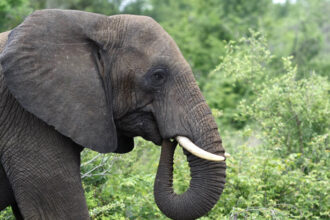 The Truth About the Elephant Tusk: More Than Just Ivory