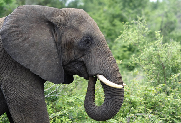 The Truth About the Elephant Tusk: More Than Just Ivory