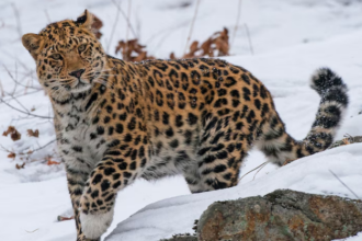 The Amur Leopard: Discovering the World’s Rarest Big Cat