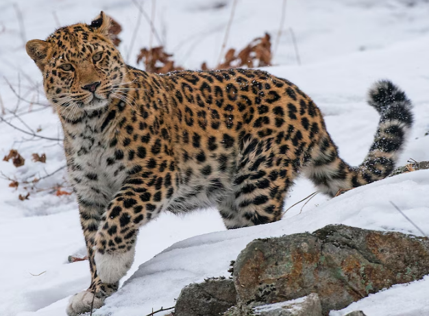 The Amur Leopard: Discovering the World’s Rarest Big Cat