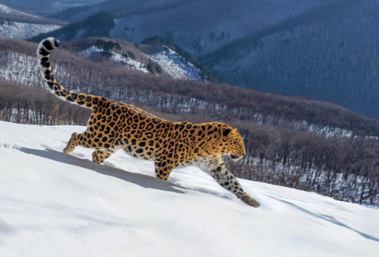 The Amur Leopard: Discovering the World’s Rarest Big Cat