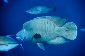 Lucipara: Discovering the Hidden Gems of the Banda Sea