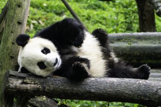 Can You Really Buy Panda Animal? The Surprising Truth