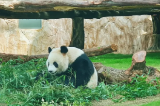 All About the Modern Panda House