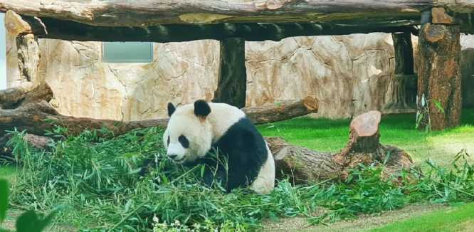 All About the Modern Panda House