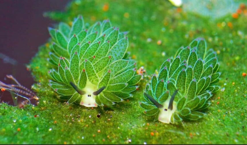 Leaf Sheep