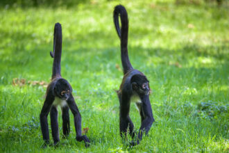 The Ultimate Guide to the Amazing Spider Monkey
