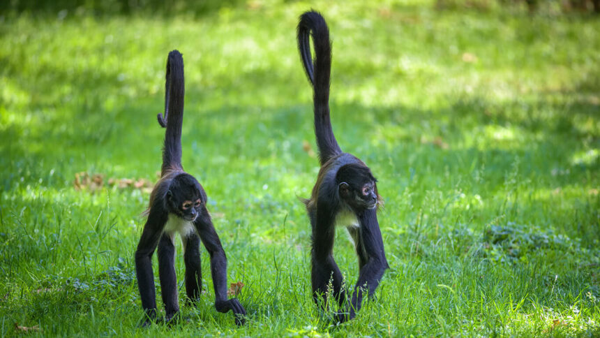 The Ultimate Guide to the Amazing Spider Monkey