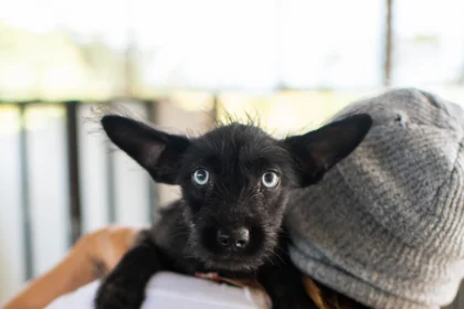 Satoisgato: Unraveling the Enigmatic Puerto Rican Dog