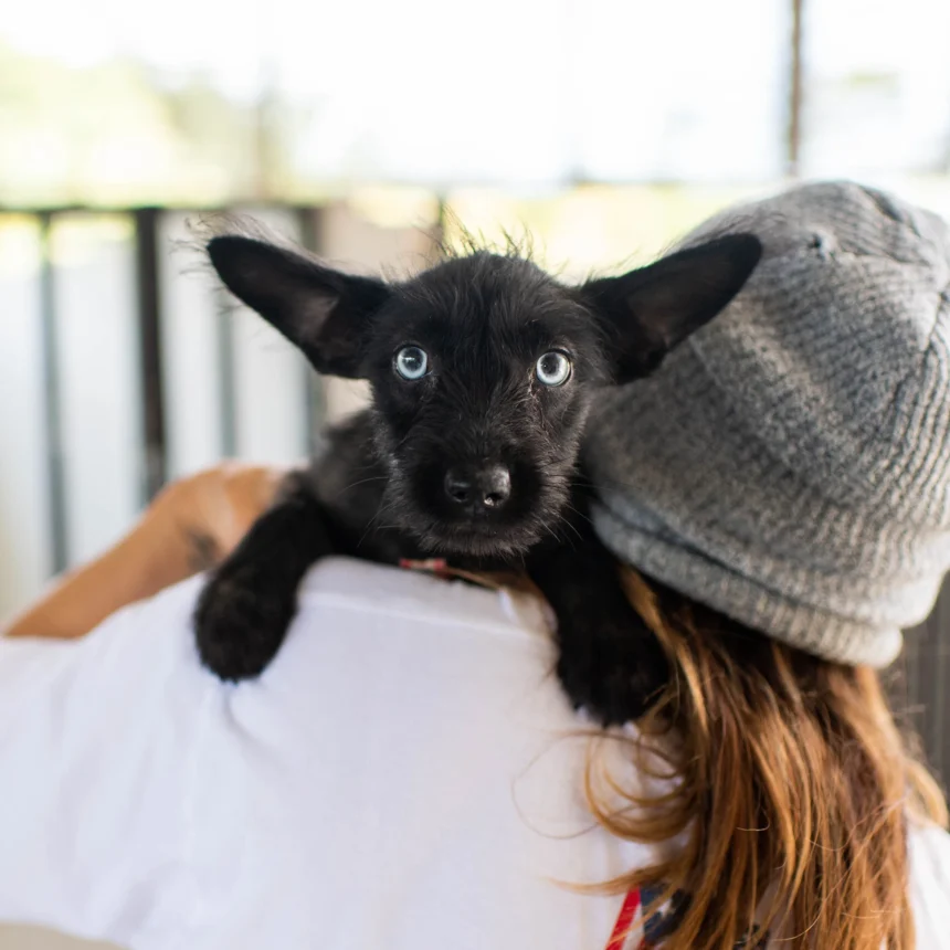 Satoisgato: Unraveling the Enigmatic Puerto Rican Dog