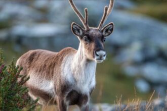 Viltnemnda: The Guardians of Norway’s Wilderness