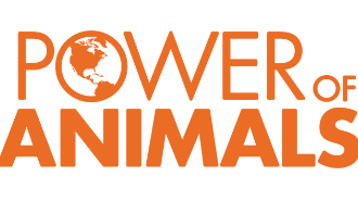 The Power of Anímalos: How to Encourage Them to Success