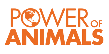 The Power of Anímalos: How to Encourage Them to Success