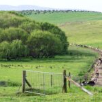 travelling stock reserves