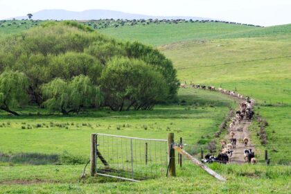 travelling stock reserves