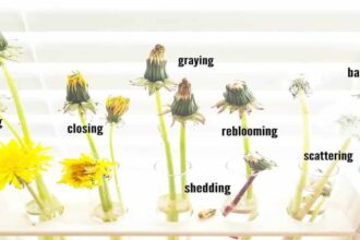 The Fascinating Dandelion Life Cycle: From Seed to Golden Bloom