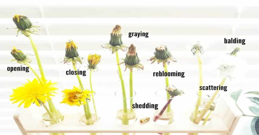 The Fascinating Dandelion Life Cycle: From Seed to Golden Bloom