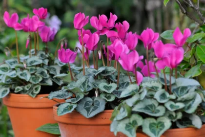 Cyclamen Grow a Garden