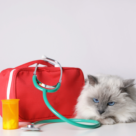The Essential Guide to Pet First Aid for Animal Lovers