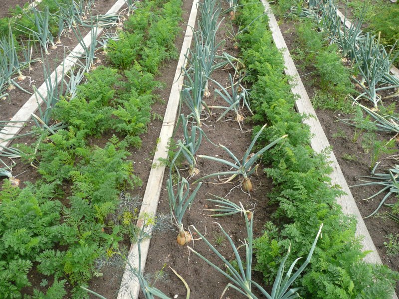 Grow a Garden Wiki