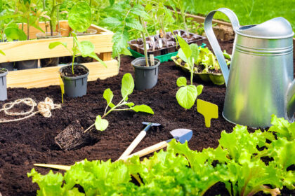 How to Start a Garden: A Complete Beginner's Guide