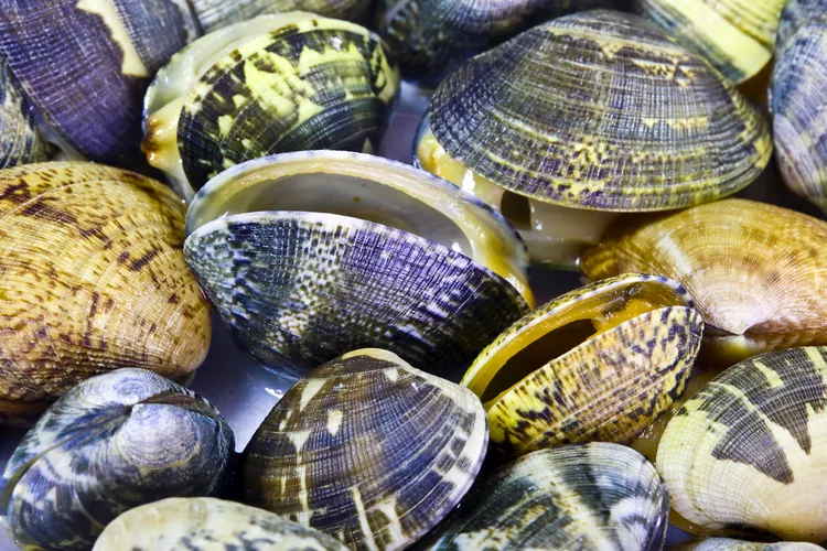 Manila Clam Spreading Along the Atlantic Coastline