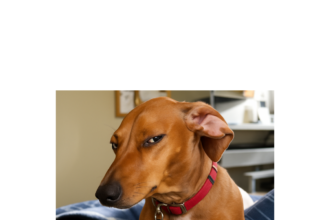 dog eyes closed memes